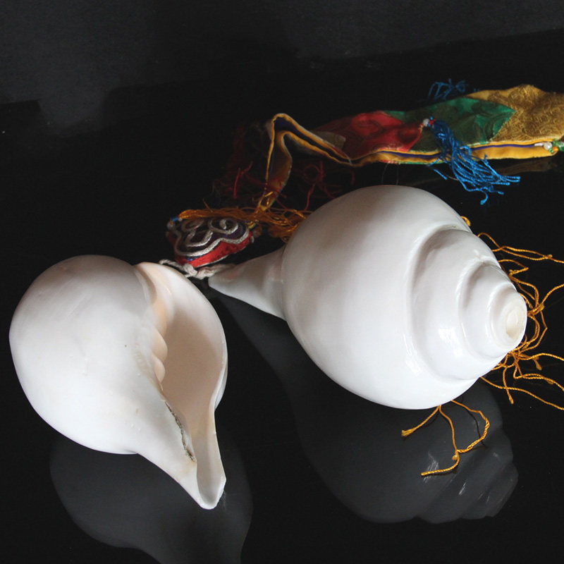 海螺民族风藏传佛教用品白海螺灌顶乐器印度进口天然摆件