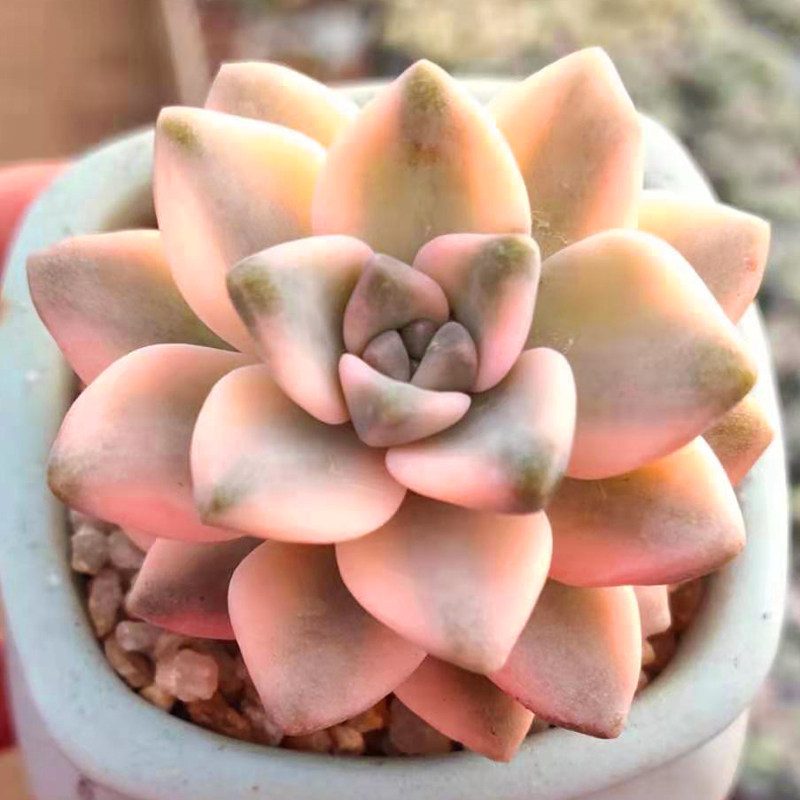 多肉植物物美杏锦新款稀有清棚四季超萌办公室多肉植物