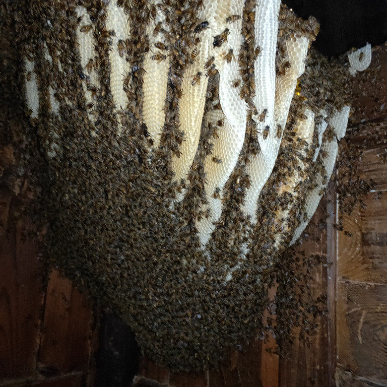 中蜂王湖南仓蜂王蜂王中华蜜蜂仓王怀化仓蜂种王畜牧养殖发财蜂业