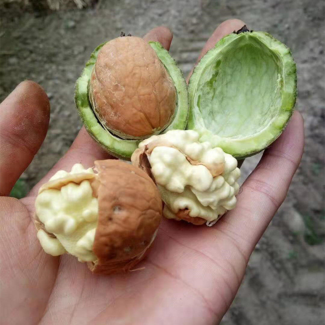 现货北京平谷2021新鲜核桃薄皮生核桃去青皮湿核桃5斤包邮送夹子