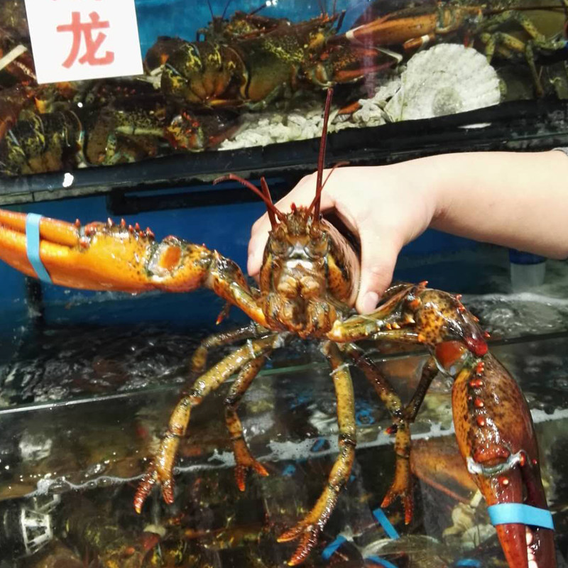 龙虾波士顿鲜活大龙波龙加拿大进口波斯顿重庆海鲜活虾