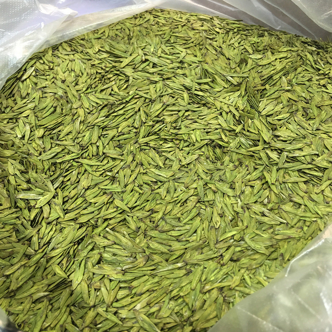 2022新茶上市明前龙井43号甘肃陇南文县碧口龙井茶非西湖