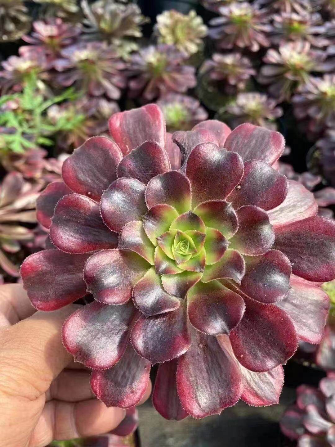 荷兰多肉植物稀有高端法师安娜圆叶玫瑰趣味多肉植物