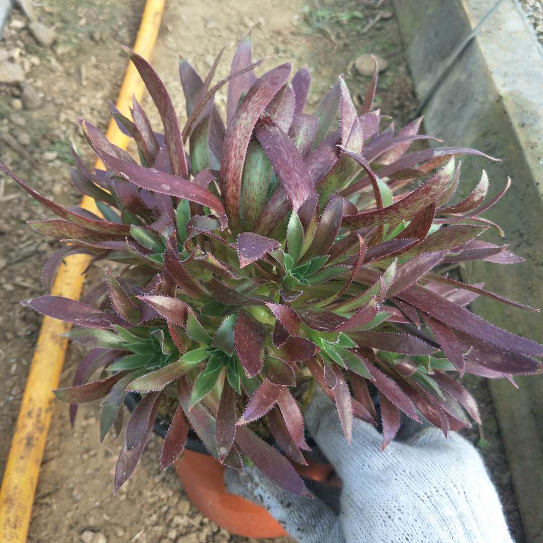 法师火凤凰一物盆栽老桩植物多肉群生多头新三仙多肉植物