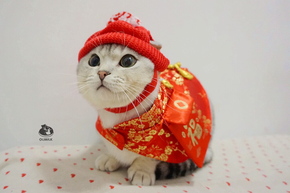 olimilk新年福气红包斗篷中国国风宠物唐装猫咪宠物服装