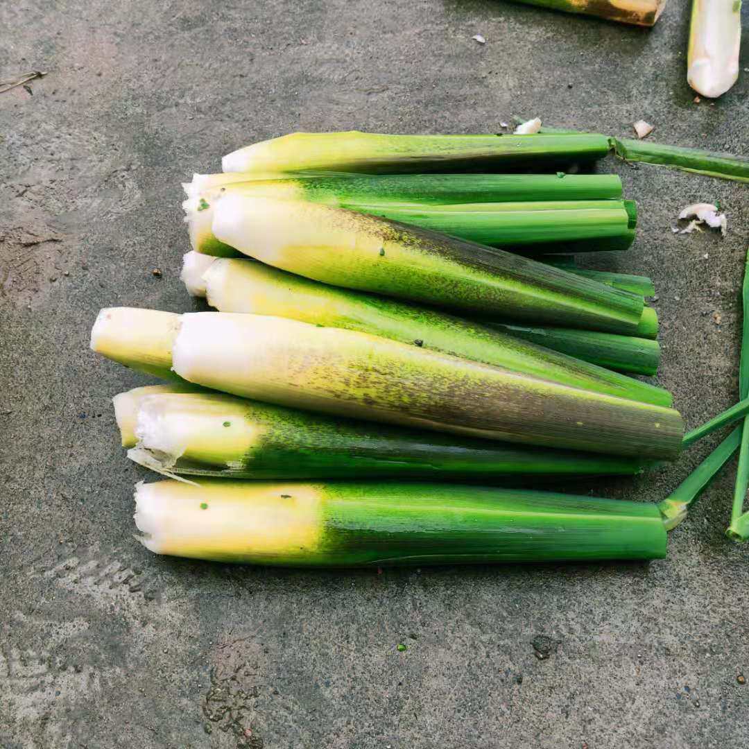 新鲜茭白上市高山时令农家蔬菜高笋茭儿菜孕妇下奶食品酒店食材