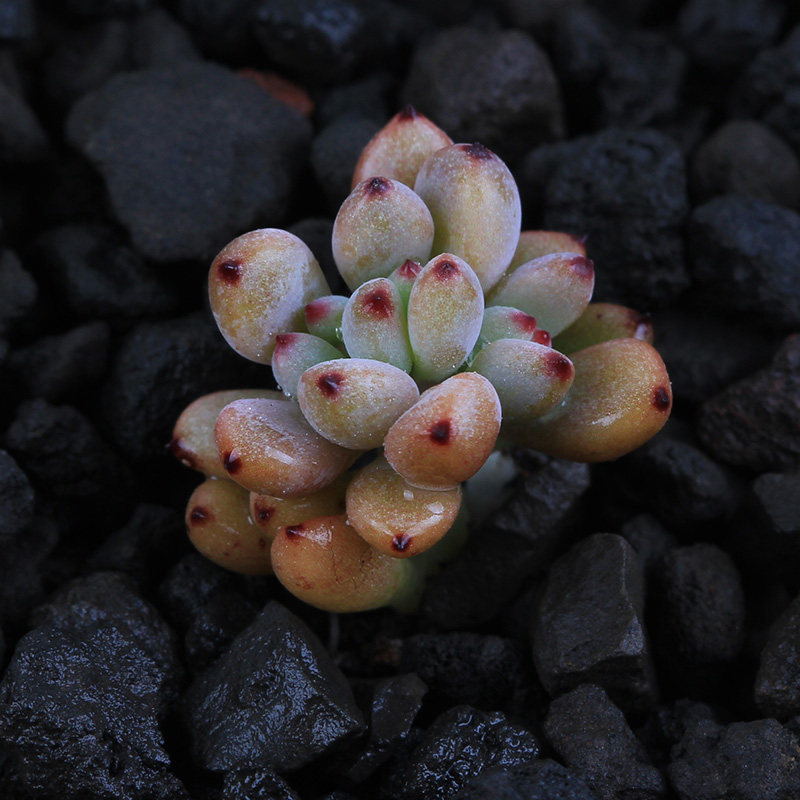 多肉植物黑莓又名黑豆盆栽绿植花卉盆花组合多肉植物