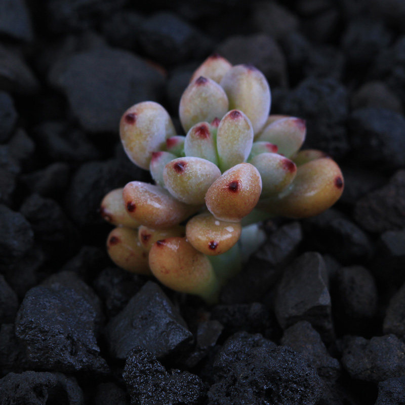 多肉植物黑莓又名黑豆盆栽绿植花卉盆花组合多肉植物