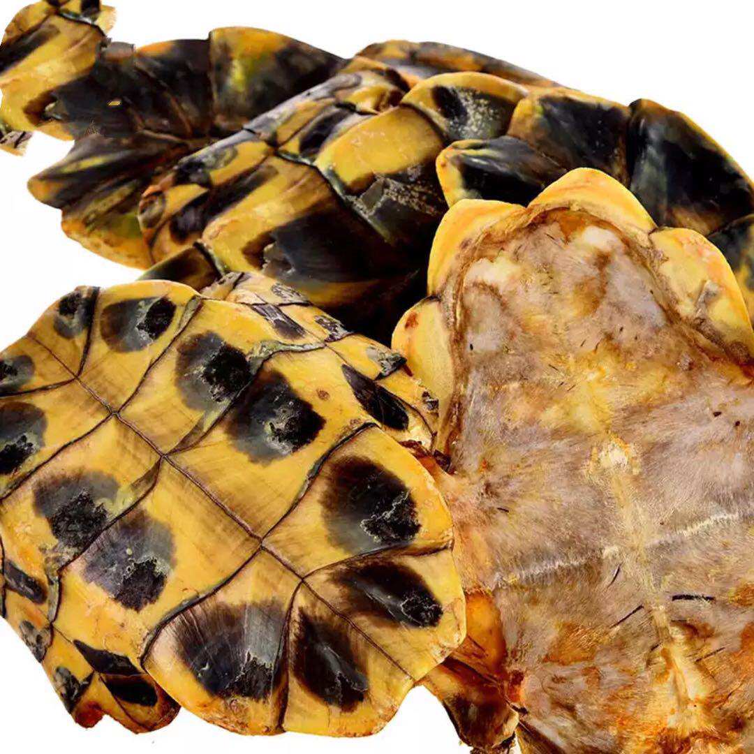 中药材龟板生龟龟甲下甲乌龟壳500g野生另有制龟其他药食同源食品