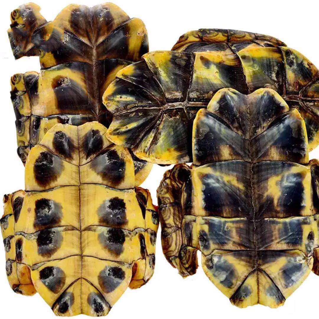 中药材龟板生龟龟甲下甲乌龟壳500g野生另有制龟其他药食同源食品