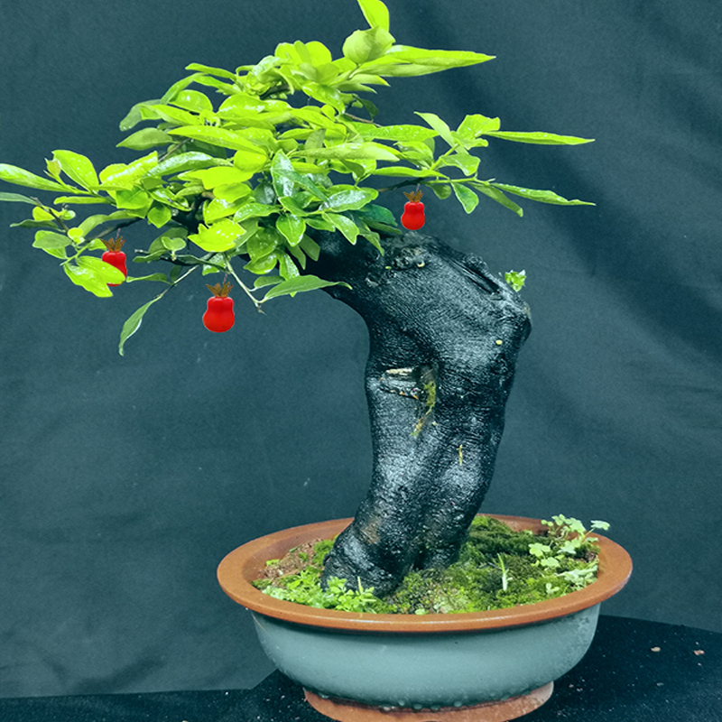 弹子金弹子树桩盆景血钻逸源红金熟桩大型绿植