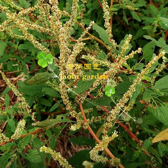 刺苋种子嫩茎叶做菜根茎煲汤野菜中草药材植物绿植