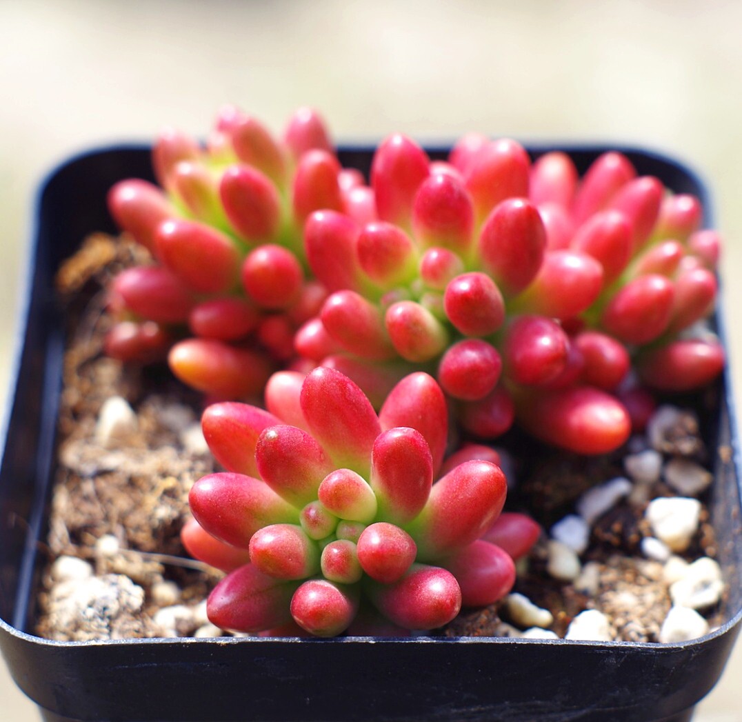 浆果多肉群生植物多头小叶满盆观赏多肉植物
