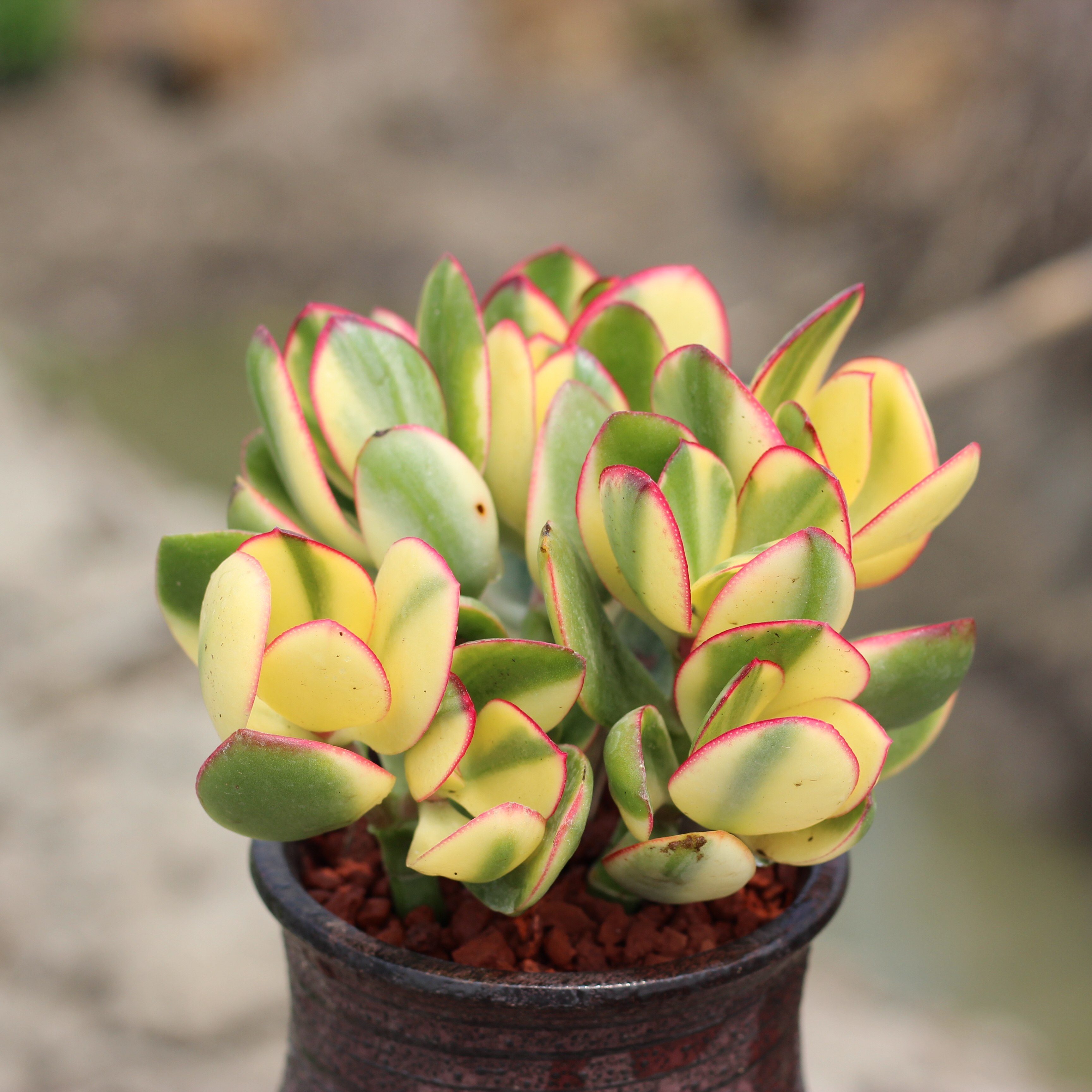 花月植物黄金黄金花多肉大颗新花月三色玉树阳台多肉植物