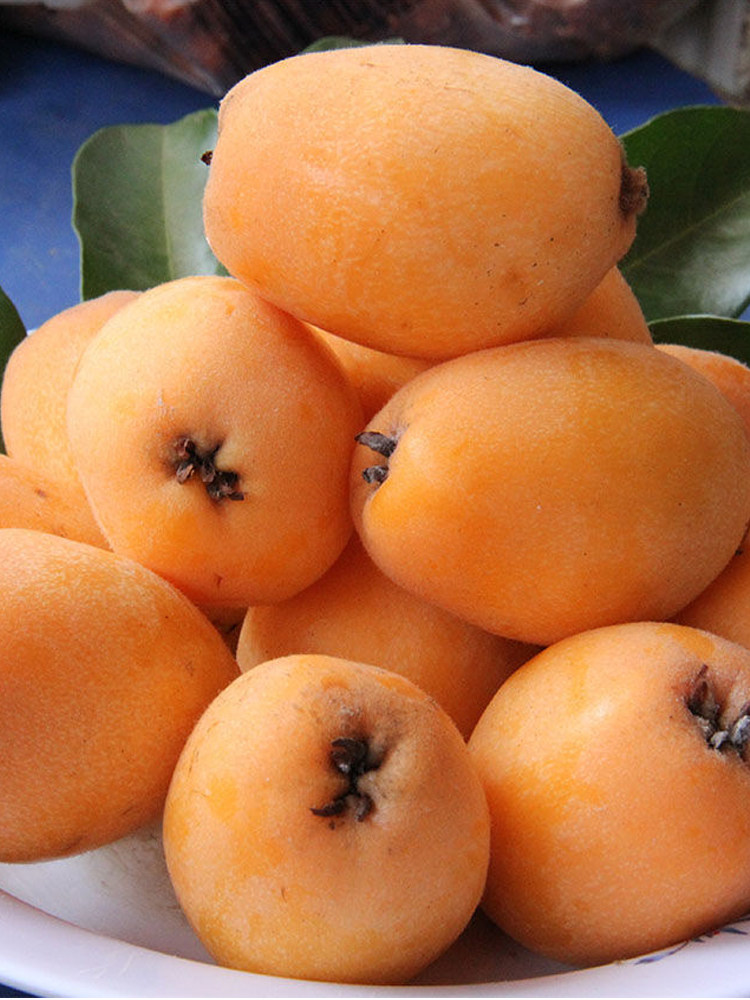 四川攀枝花米易枇杷新鲜大果5斤应季特产当季现货孕妇能吃的水果