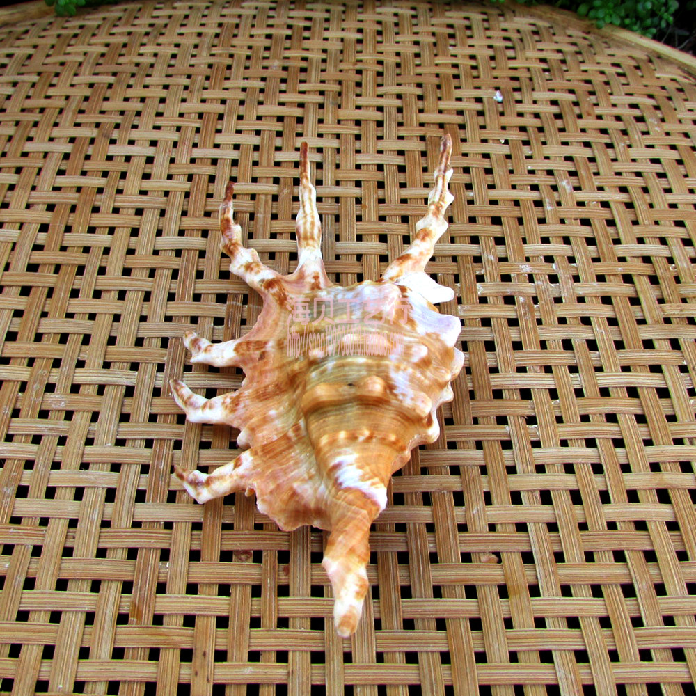 蜘蛛斗螺七星七脚海贝贝天然海螺海星贝壳珊瑚海螺