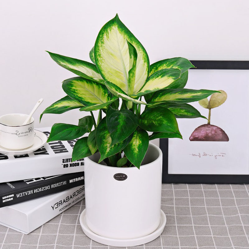 北京植物甲醛花卉叶花卉室内阳台观盆栽桌摆玛丽安绿植