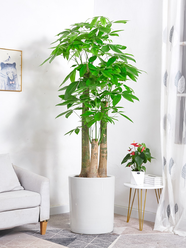 发财树步步高单杆客厅走廊大堂迎宾乔迁开业送礼大型绿植