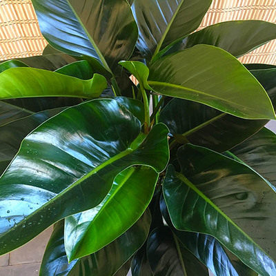 北京地区大金金钻大叶叶子植物甲醛室内盆栽好养大型绿植