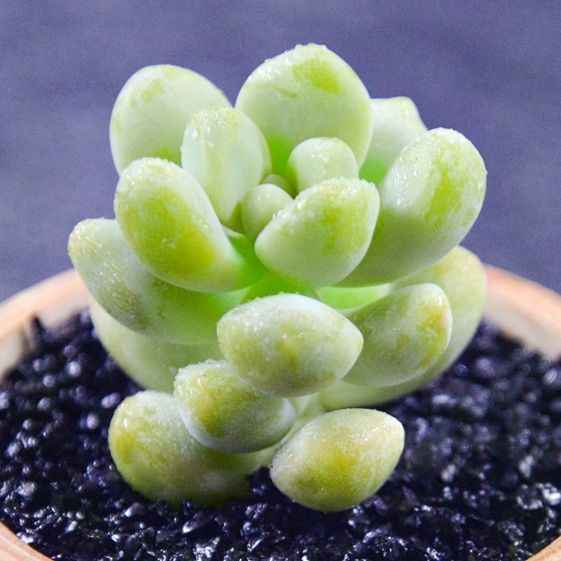 多肉植物室内组合天使之泪花卉秋天盆栽办公桌新款多肉植物