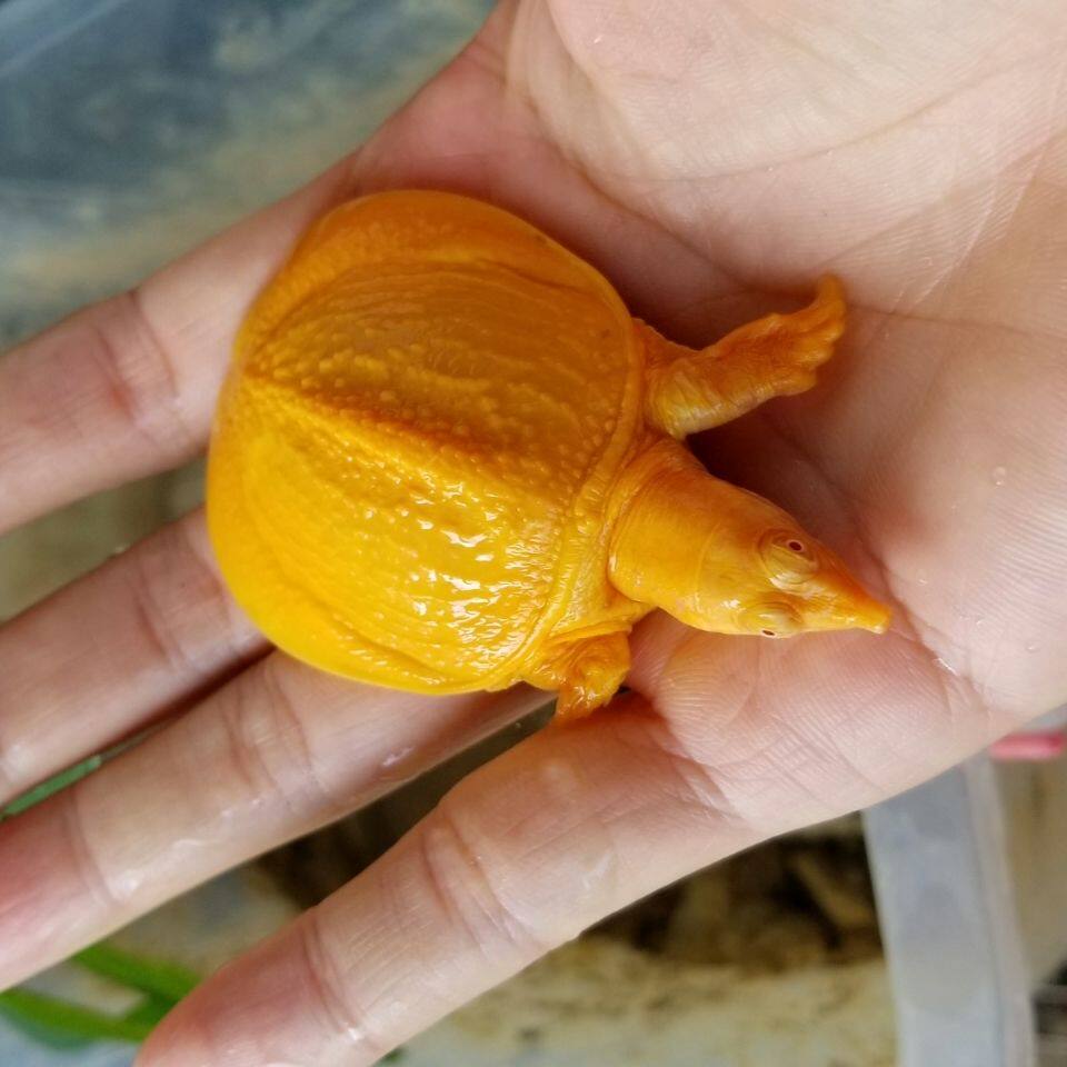 变异甲鱼黄金红眼白化鳖水王八鱼苗黄金甲山瑞龟