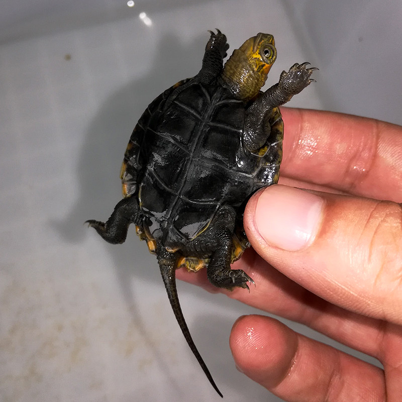 纯种发色日本石龟苗龟苗半水杂食小乌龟活体宠物龟