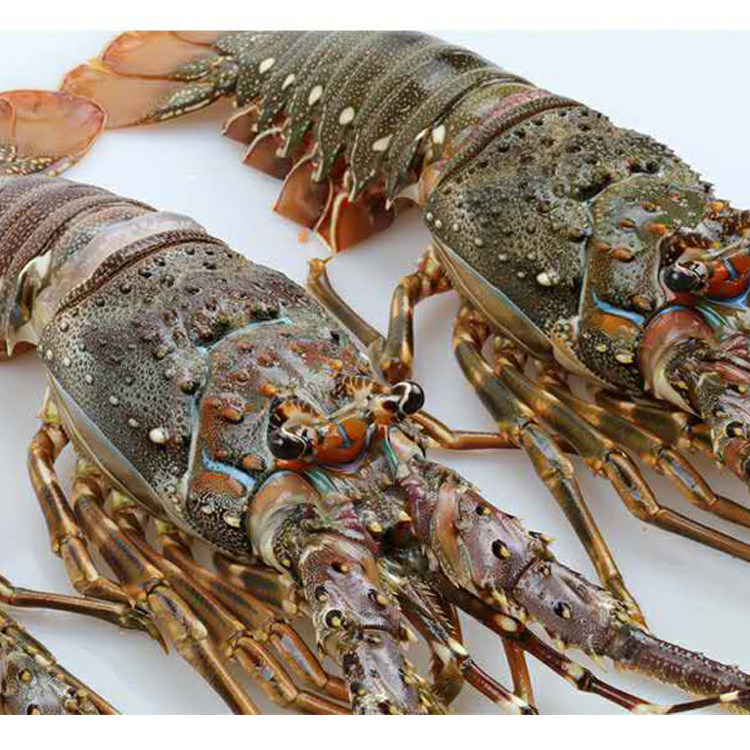 龙虾青龙鲜活海鲜大龙越南野生小青龙新鲜龙仔活虾