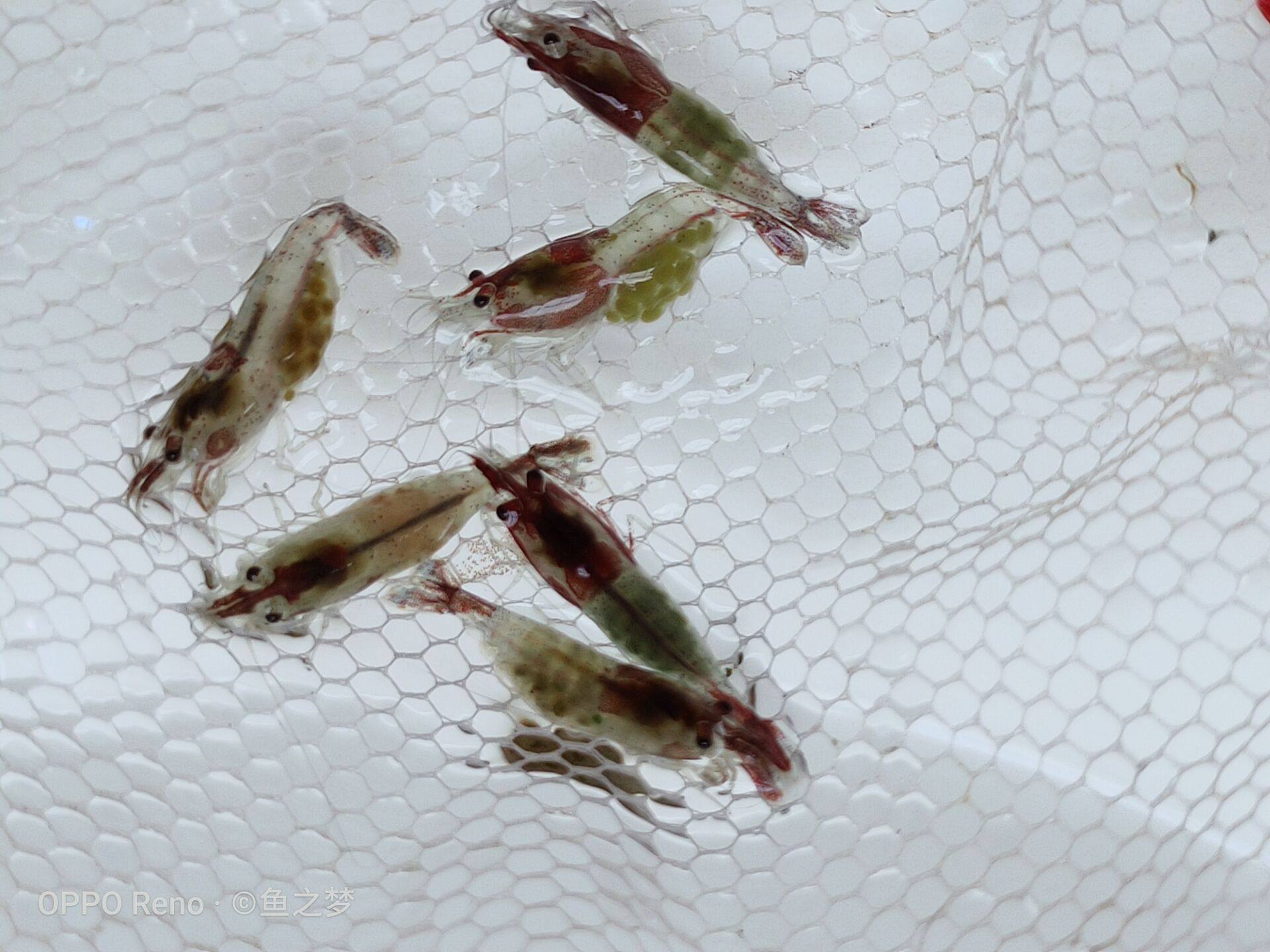 新款琉璃带卵樱花香吉士观赏巧克力虾极繁殖虾虾虾