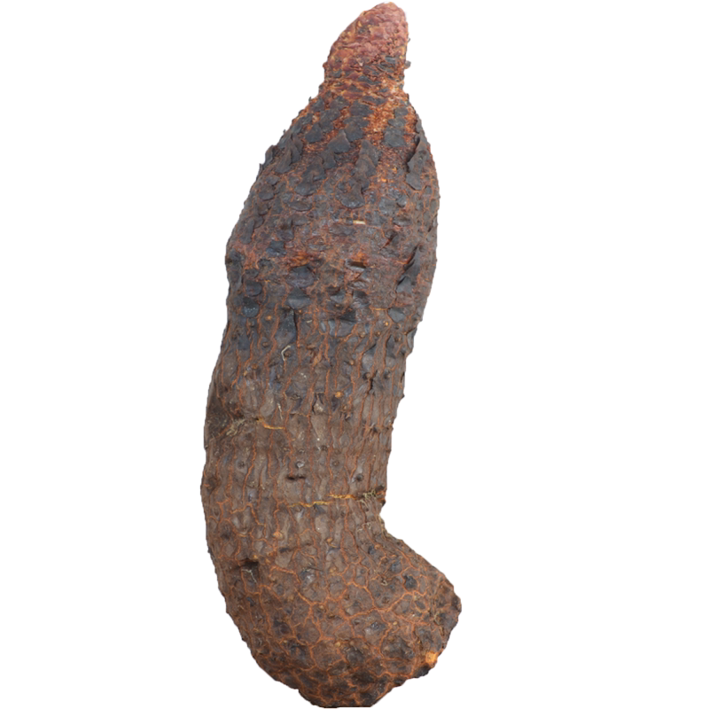 内蒙古阿拉善金锁阳正品整根男性滋补不老特级泡酒其他药食同源食品