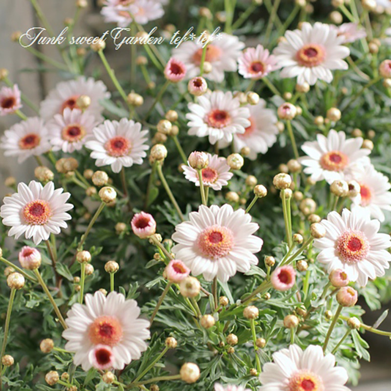 新品冬季玛格丽特春之花束花苗多年生耐寒雏菊阳台花卉