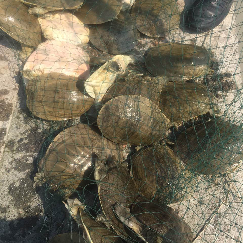 2斤现抓甲鱼活体中华鳖无激素农家土鳖团鱼乌龟脚鱼滋补水产品