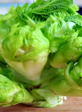 脆嫩大头儿菜四季娃娃菜抱子芥菜