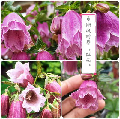 紫斑风铃草卢布 日本重瓣风铃草红衣 宿根多年生耐阴耐寒耐热耐晒