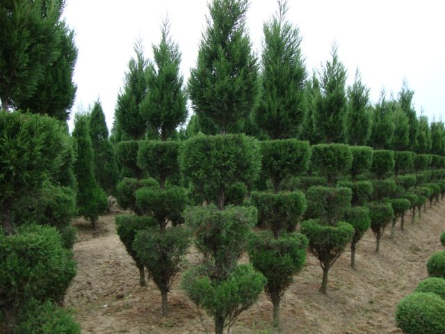 四季常青植物 宝塔松柏蜀桧 桧柏 园林花坛绿化圣诞树松柏树苗