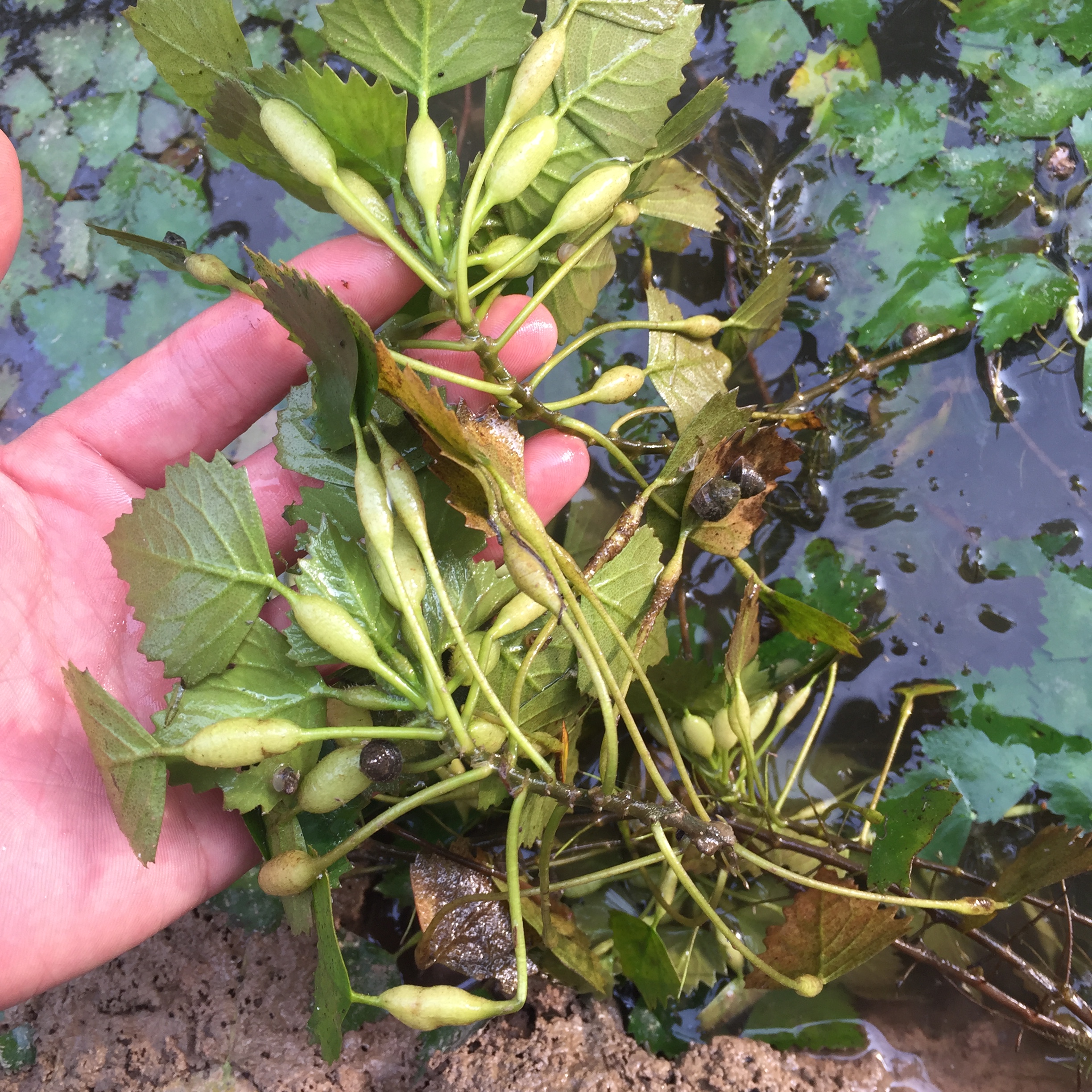 菱角苗种植水生植物漂浮型植物池塘绿化水葫芦夏季菱角苗种子包邮
