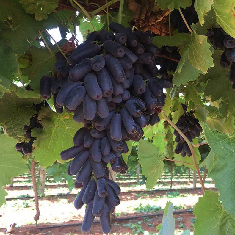 现货金手指无籽提子葡萄长型美人当季新鲜水果葡萄