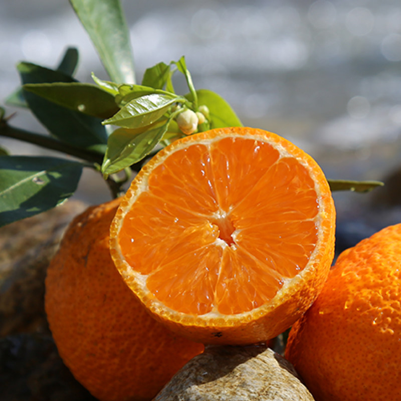 新鲜橘子10斤当季现摘雅安黄果柑孕妇水果应季桔子