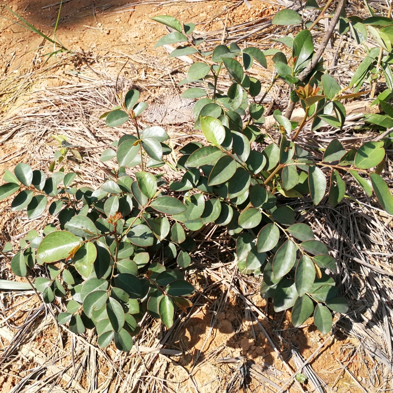 黑面叶新鲜野生黑面神500克 鬼划符 乌漆臼 青漆 铁甲将军 四眼草