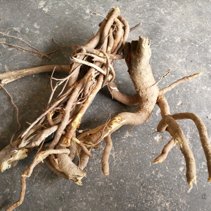 了哥王根新鲜野生现挖剥皮发货500g雀仔麻九信草山豆了地棉根