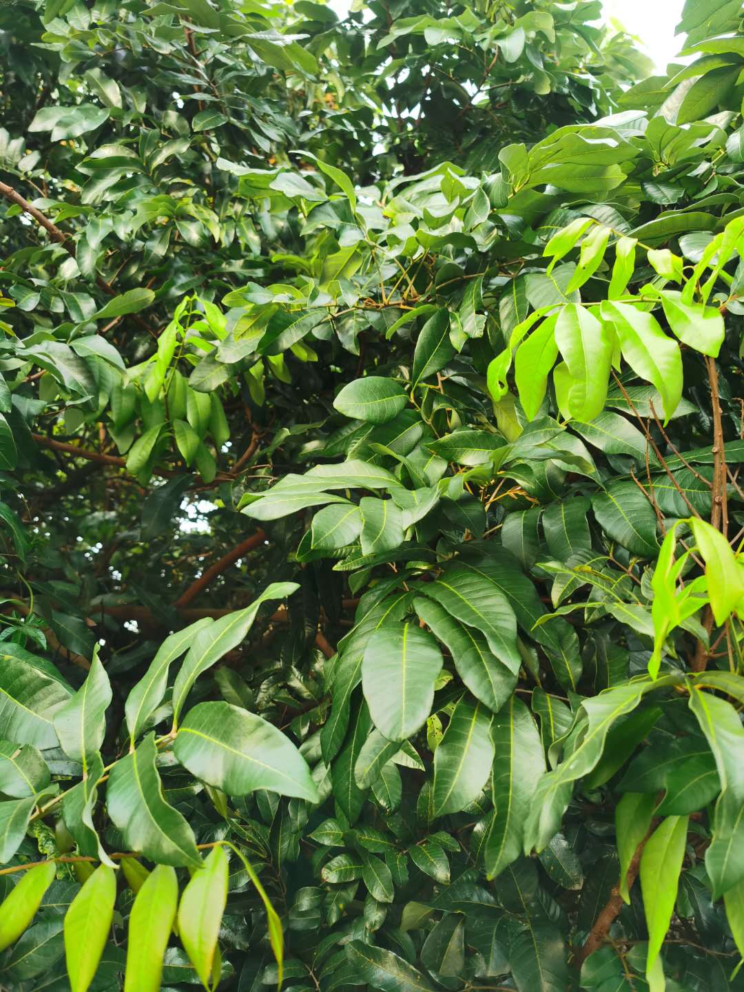 现摘现晒新鲜龙眼叶养龟原生态改善水质预防腐皮造景