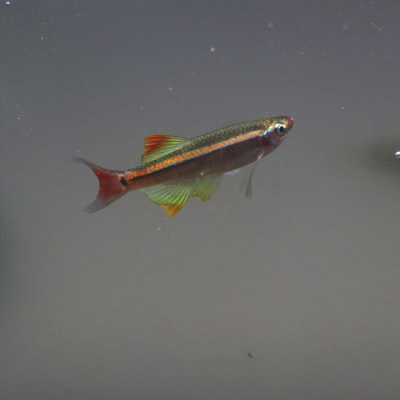观赏鱼热带冷水鱼红尾小型灯鱼活体包活鱼