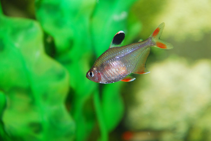 热带鱼观赏鱼大红勾扯旗鱼玫瑰扯旗鱼红大勾扯旗鱼草缸混养