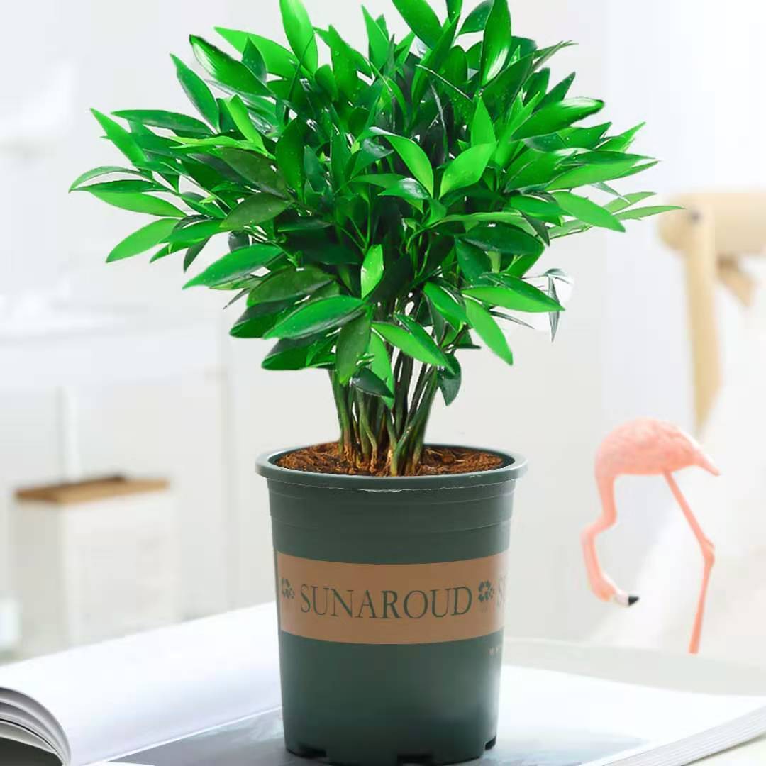竹柏盆栽长寿盆景室内客厅桌面四季常青清香绿植
