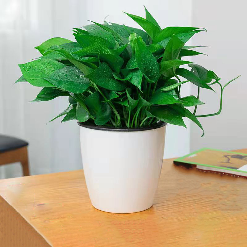 绿萝盆栽室内客厅办公办公桌桌面观叶水培好养植物绿植