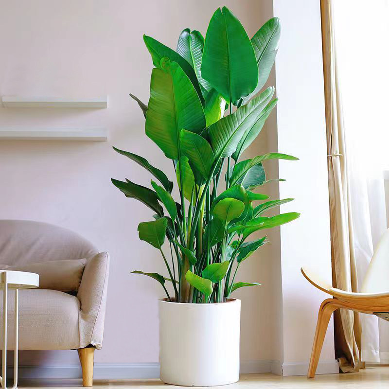 天堂鸟盆栽鹤望兰客厅办公办公室室内大型网红植物大型绿植