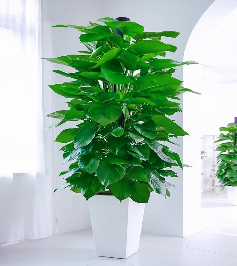 大叶绿萝室内办公客厅开业乔迁新居盆栽大型大型绿植