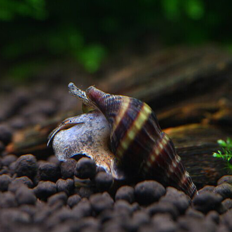 活体淡水宠物蜗牛观赏清洁苹果斑马洋葱神秘螺