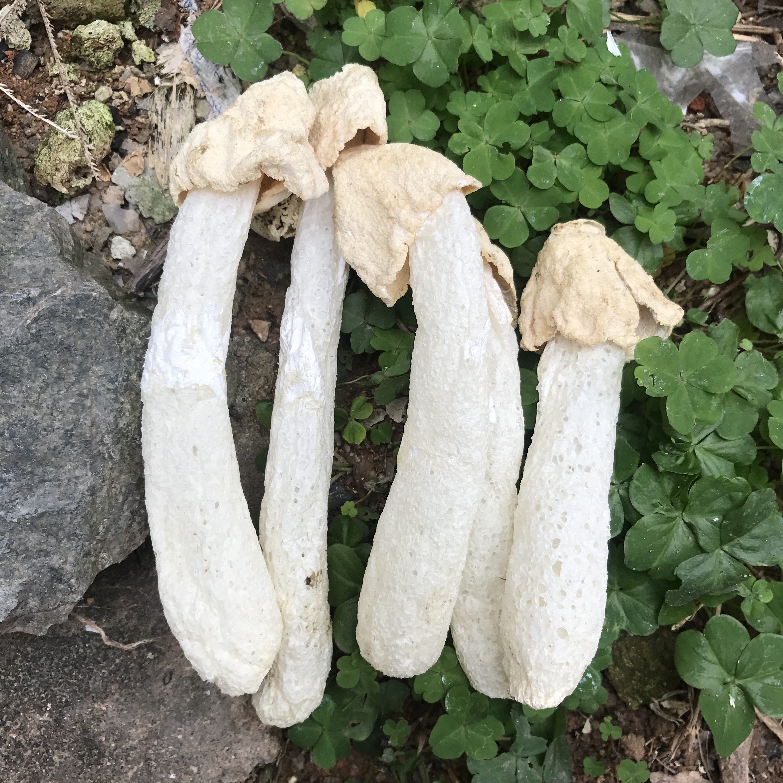 不开开伞竹荪菇蕾250g厚竹笙梦菇无裙无硫熏竹荪