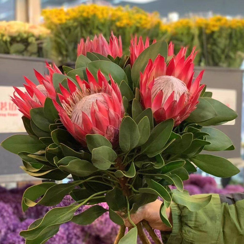 帝王花公主皇后南非针垫室内鲜切水养轻奢全国速递花期可做干花-mc母