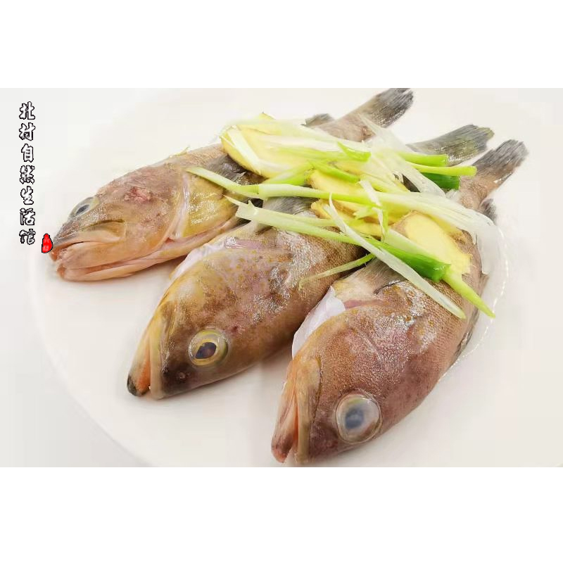 福建海鲜鱼的品种图片